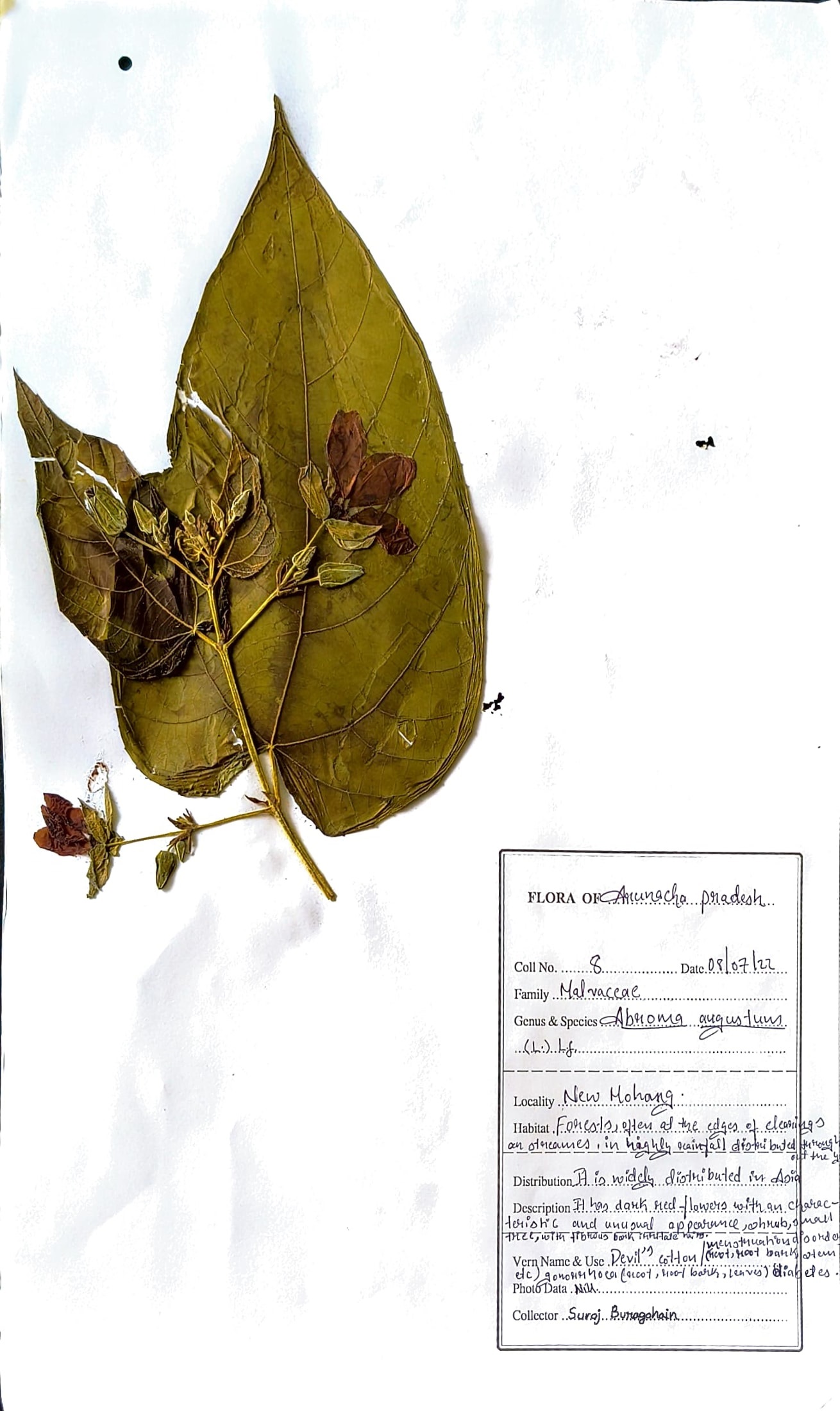 Ulatkambal (Ass.) (Herbarium)